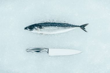 buz üzerinde ham uskumru balığı ve bıçak Üstten Görünüm 