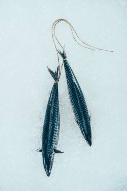 close-up view of raw mackerel fish tied with rope on ice  clipart