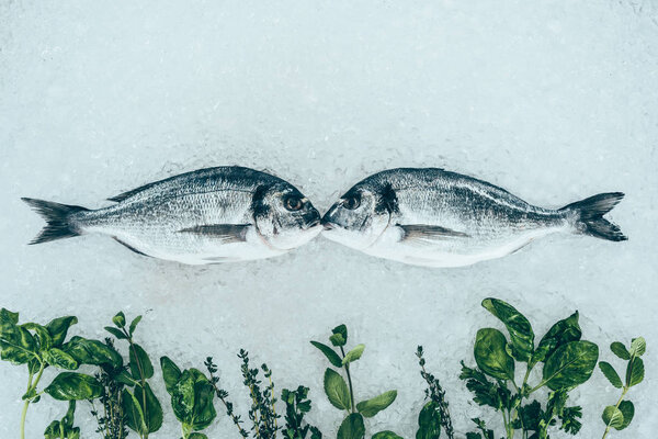 close-up view of gourmet healthy dorado fish and herbs on ice 