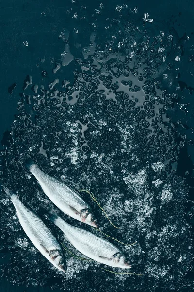 Vista Superior Pescado Lubina Sin Cocer Sano Con Hielo Negro — Foto de Stock