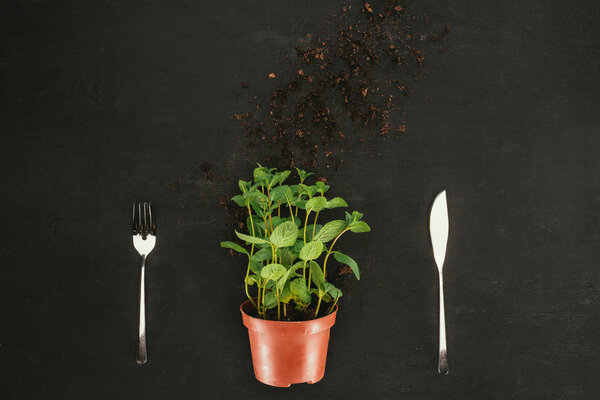 top view of mint in pot with soil and fork with knife on black