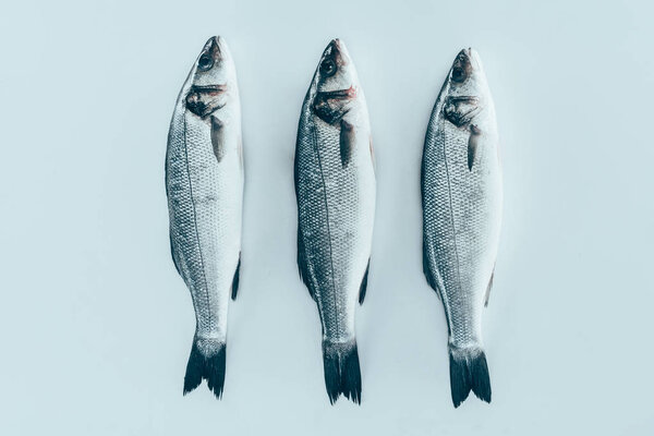 close-up view of raw fresh healthy sea bass fish isolated on grey  