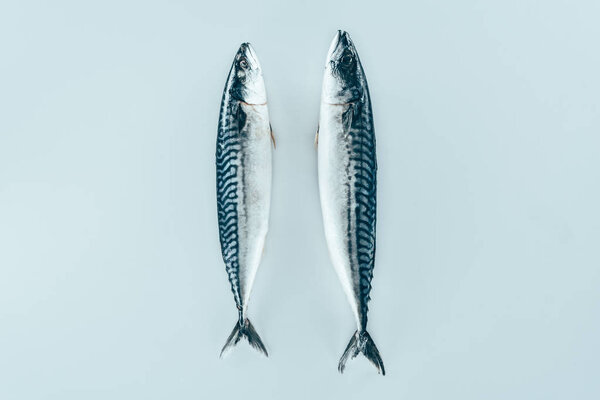 close-up view of raw fresh healthy mackerel fish isolated on grey 