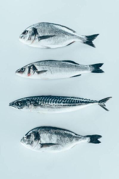top view of assorted uncooked sea fish isolated on grey  