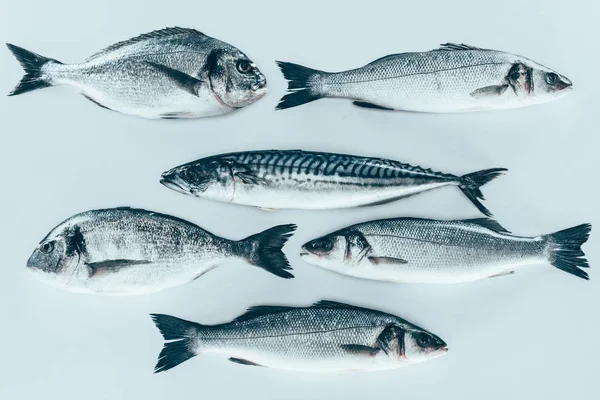 Bovenaanzicht Van Verschillende Ongekookt Zeevis Geïsoleerd Grijs — Stockfoto