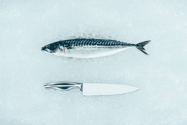 верхний вид сырой рыбы макрель и нож на льду
 