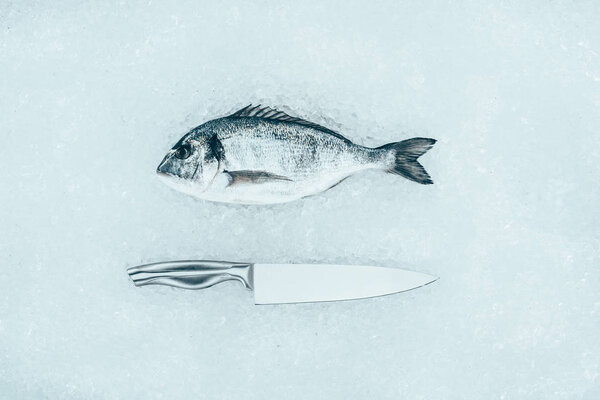 top view of raw dorado fish and knife on ice 