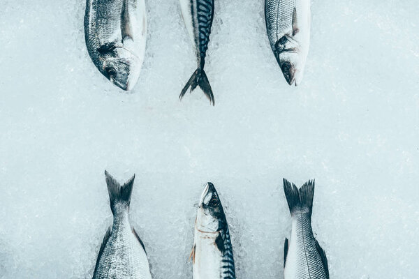 вид сверху на разнообразную сырую органическую морскую рыбу на льду
