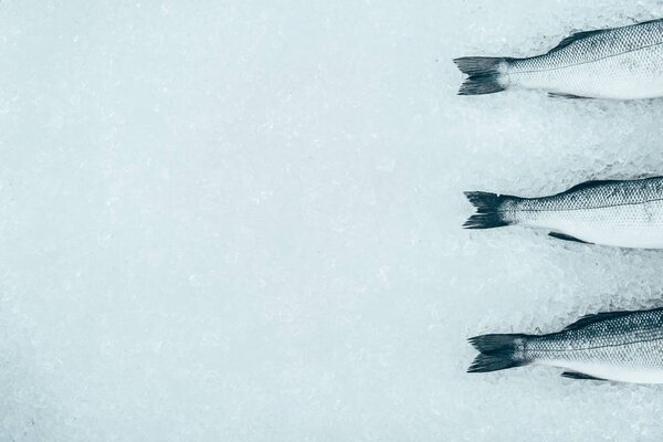 top view of fresh raw sea bass fish on ice