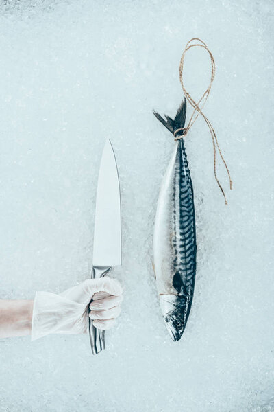 top view of raw mackerel fish with rope and human hand in glove holding knife