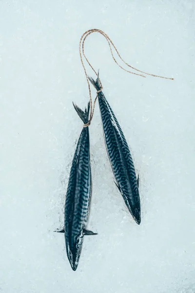 얼음에 밧줄으로 고등어 생선의 — 스톡 사진