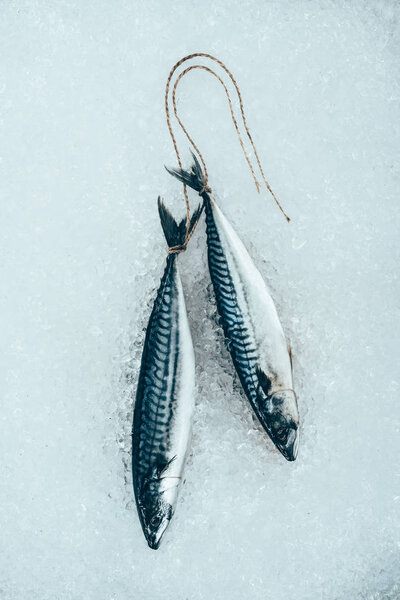 верхний вид сырой рыбы макрель, связанной веревкой на льду
 