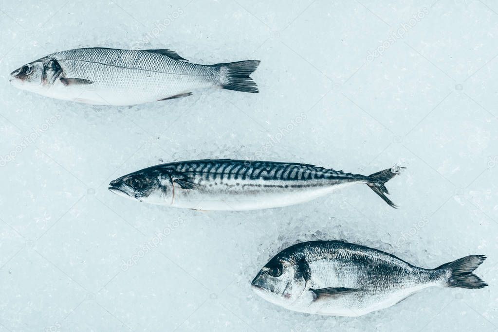 top view of various uncooked healthy sea fish on ice