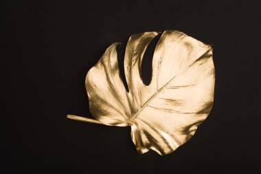 close up view of shiny big golden leaf isolated on black clipart
