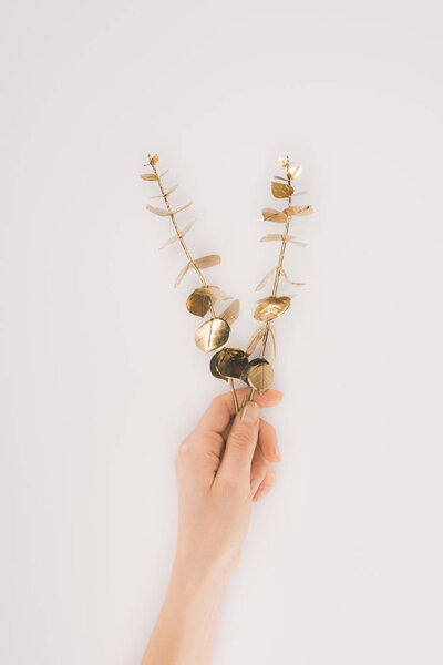 partial view of female hand holding plants with golden leaves isolated on grey