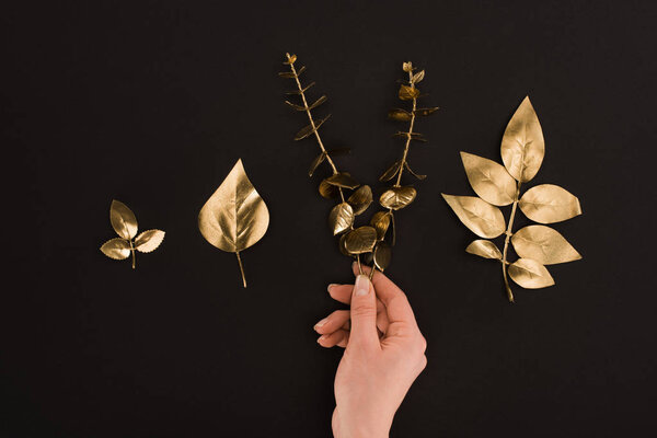 cropped shot of female hand and arranged golden plants isolated on black