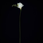 Hermosa flor de freesia aislada en negro