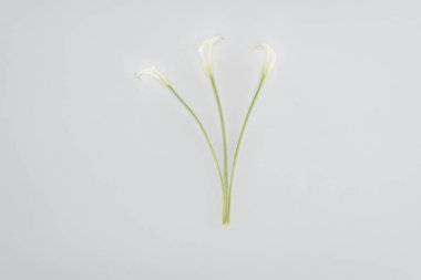 calla lily flowers isolated on grey clipart