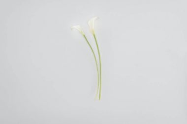 calla lily flowers isolated on grey clipart