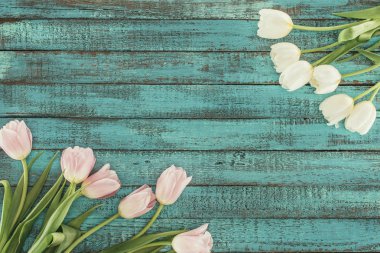 tender blooming tulips over green wooden background with copy space clipart