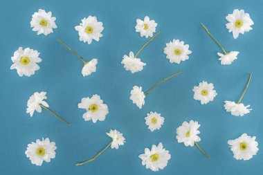white chrysanthemum flowers isolated on blue clipart