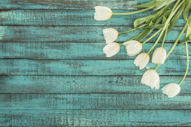 tender blooming tulips over green wooden background with copy space clipart