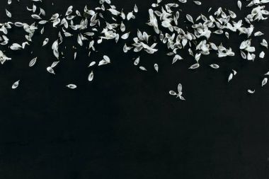 top view of white petals heap isolated on black with copy space clipart