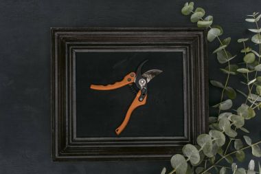 top view of vintage wooden frame with garden shears and eucalyptus over black background clipart