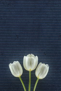tender tulip flowers over stripped background clipart