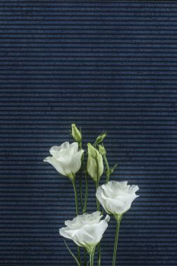 beautiful eustoma flowers over stripped background clipart