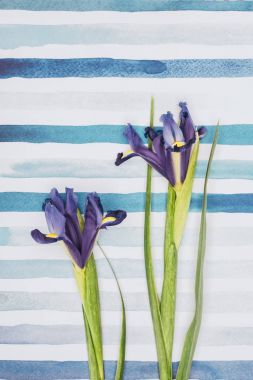 Iris sibirica flowers over striped aquarelle background clipart
