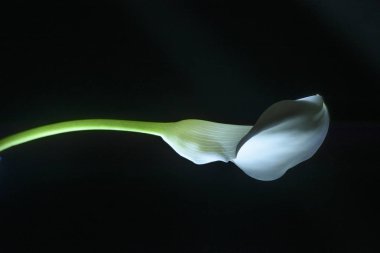 beautiful calla lily flower isolated on black  clipart