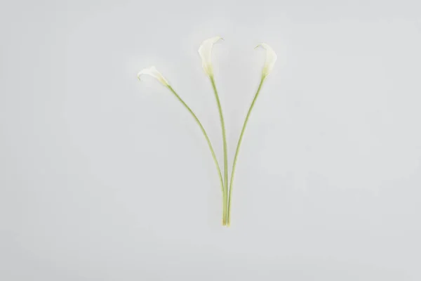 Calla Lelie Bloemen Geïsoleerd Grijs — Stockfoto