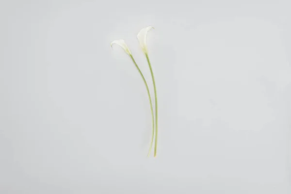 Calla Fleurs Lys Isolées Sur Gris — Photo