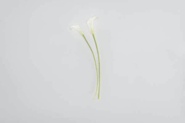 calla lily цветки изолированы на серый
