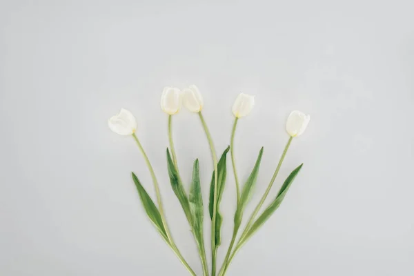 Hermosas Flores Tulipán Aisladas Gris —  Fotos de Stock