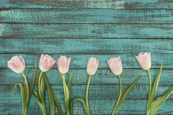 tender blooming tulips over green wooden background with copy space