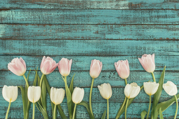 tender blooming tulips over green wooden background with copy space