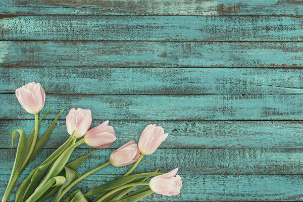 tender blooming tulips over green wooden background with copy space