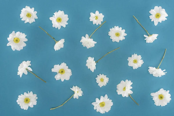 Белый Хризантема Цветы Изолированы Синий — стоковое фото
