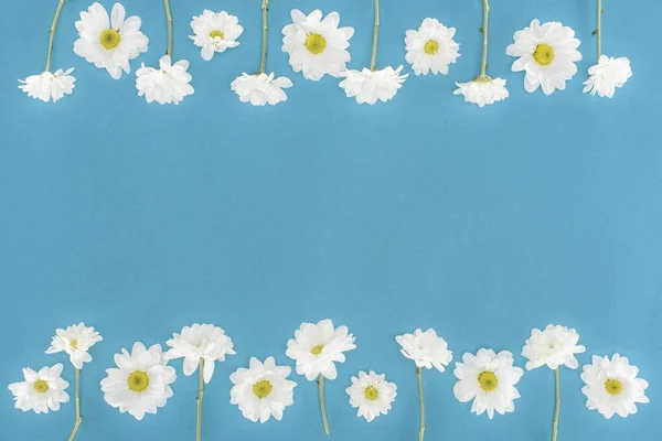 Flores Crisantemo Blanco Aisladas Azul — Foto de Stock