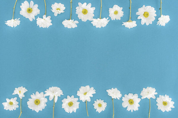 white chrysanthemum flowers isolated on blue