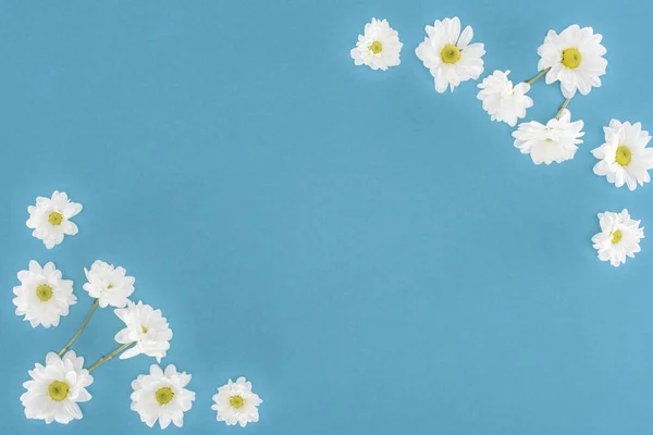 Bílá Chryzantéma Květy Modré Samostatný — Stock fotografie