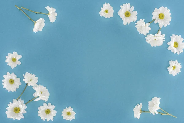 Άσπρο Χρυσάνθεμο Λουλούδια Πλαίσιο Απομονώνονται Μπλε — Φωτογραφία Αρχείου