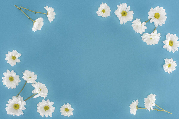 white chrysanthemum flowers frame isolated on blue