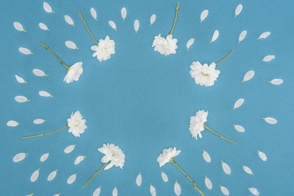 white chrysanthemum flowers frame isolated on blue