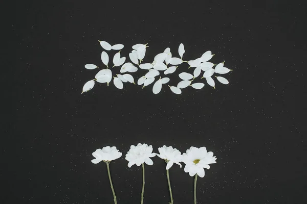 Draufsicht Auf Weiße Gänseblümchen Mit Blütenblättern Isoliert Auf Schwarz — Stockfoto