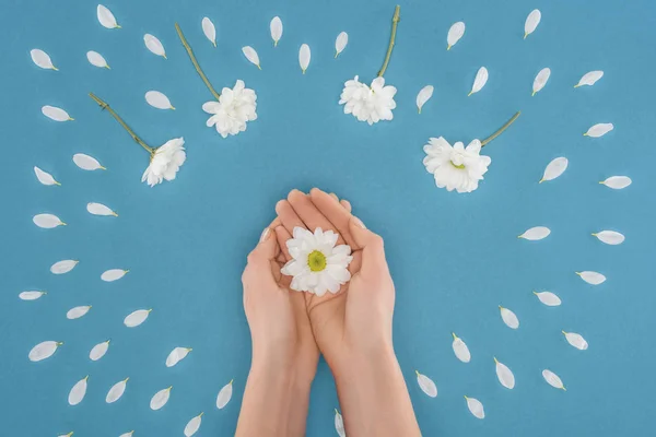 Bovenaanzicht Van Bijgesneden Handen Met Daisy Geïsoleerd Blauw — Stockfoto