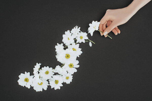 top view of cropped female hand with daisies over black background