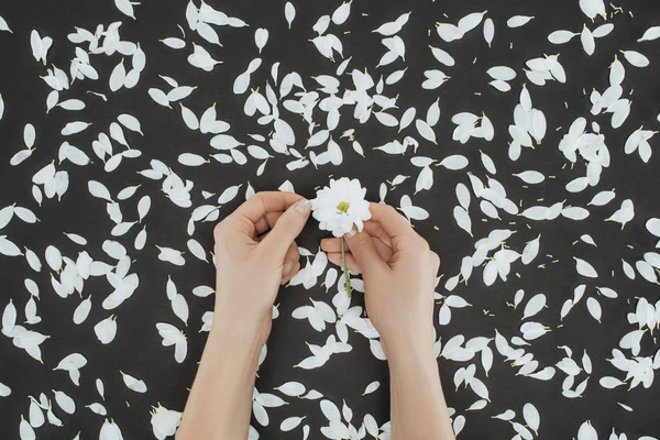 デイジーの花びらを持つ黒の背景上に保持しているトリミングの女性の手の上から見る — ストック写真